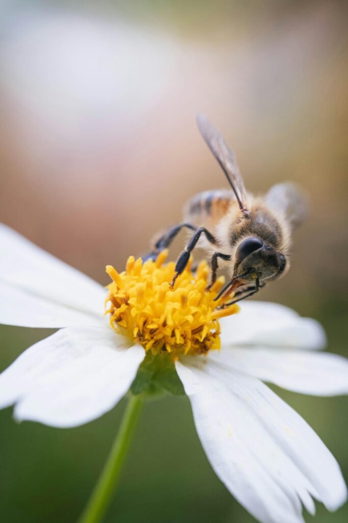 Abelha coletando néctar de uma flor para produção de mel