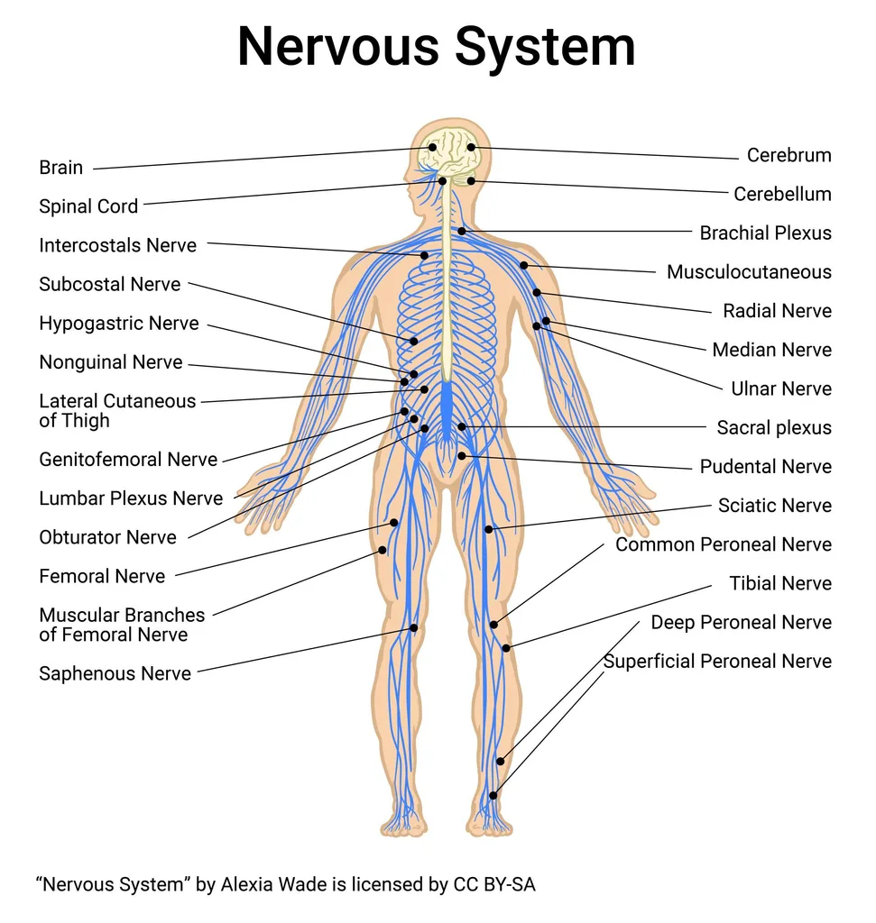 Diagrama do sistema nervoso humano